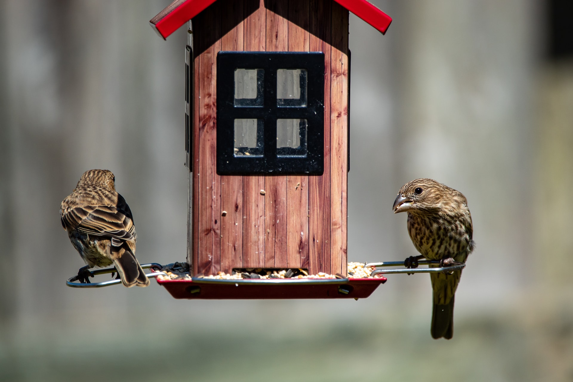 Bird Diseases And How To Help Your Feeding Birds Stay Healthy