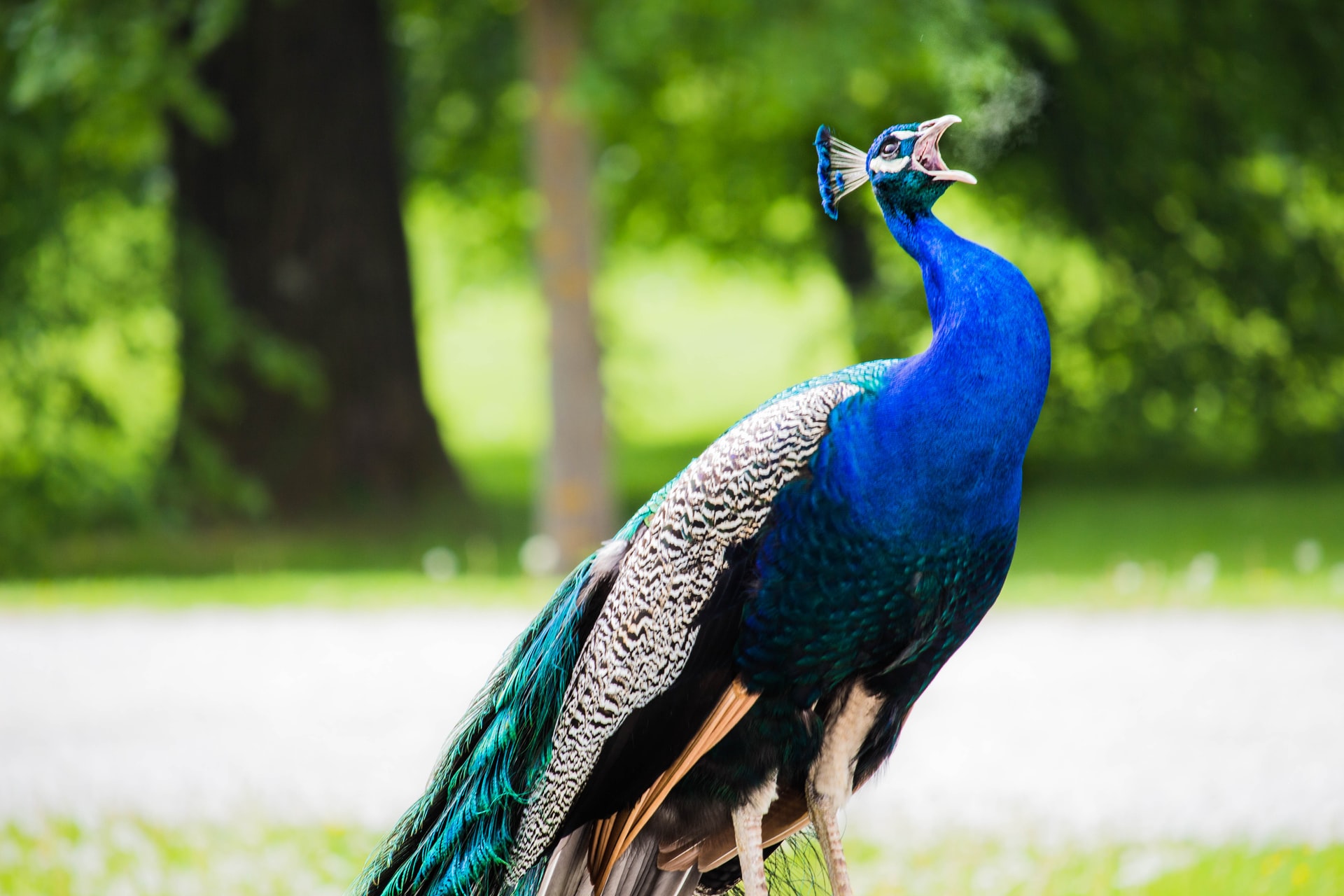How Do Birds Breathe?