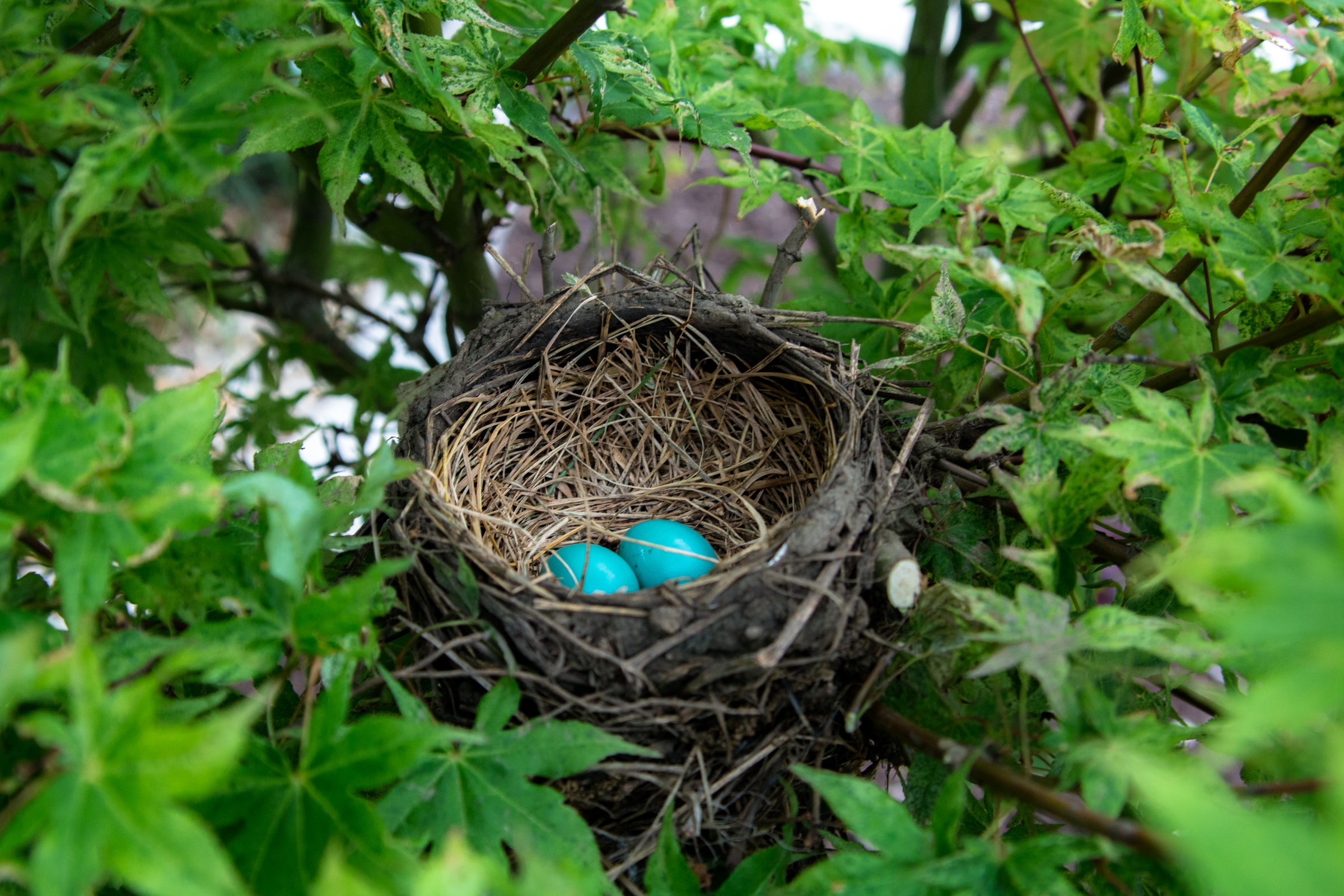 Bird Nests 101 
