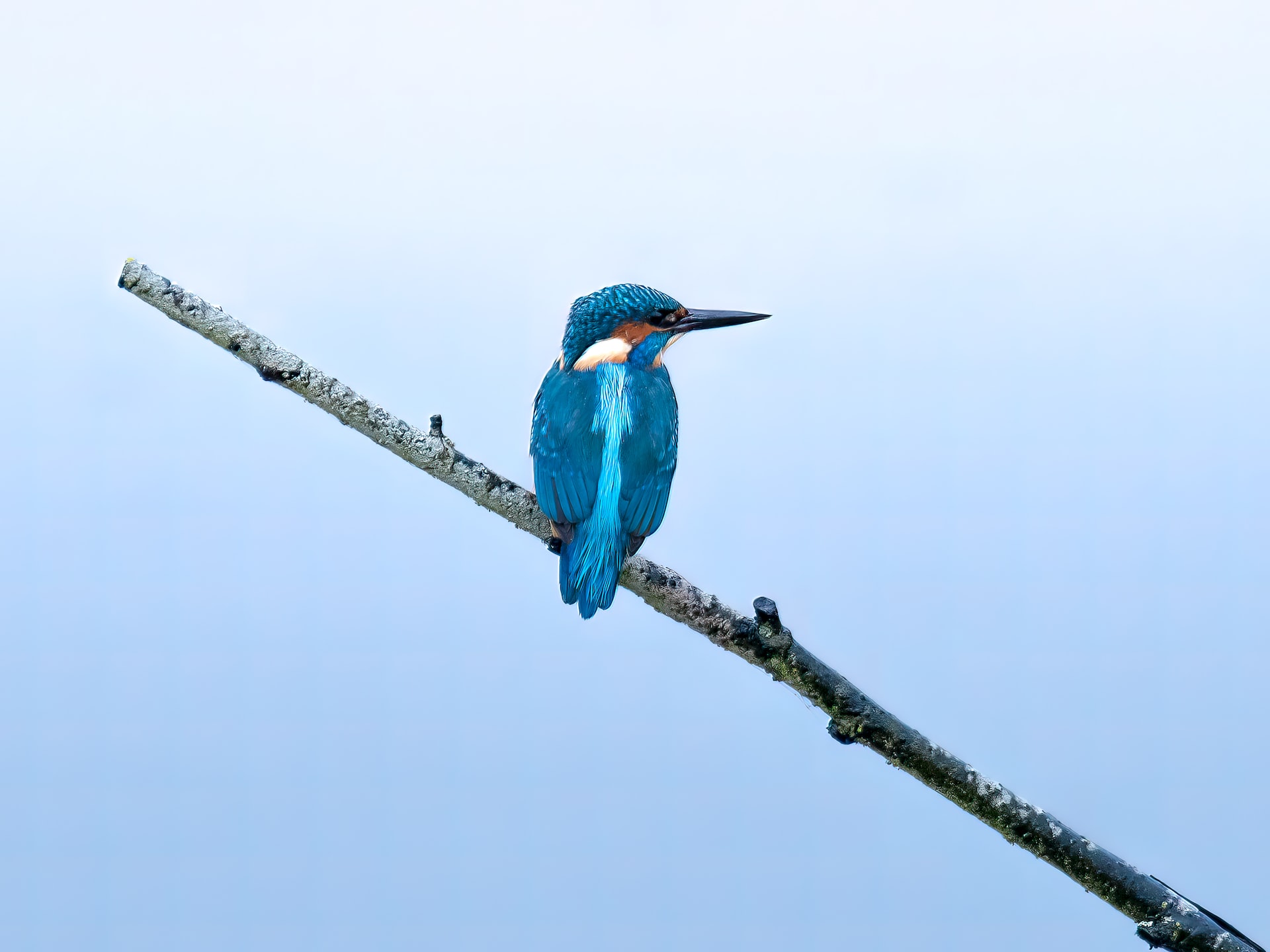 The Science Of Blue Birds – Do They Exist?