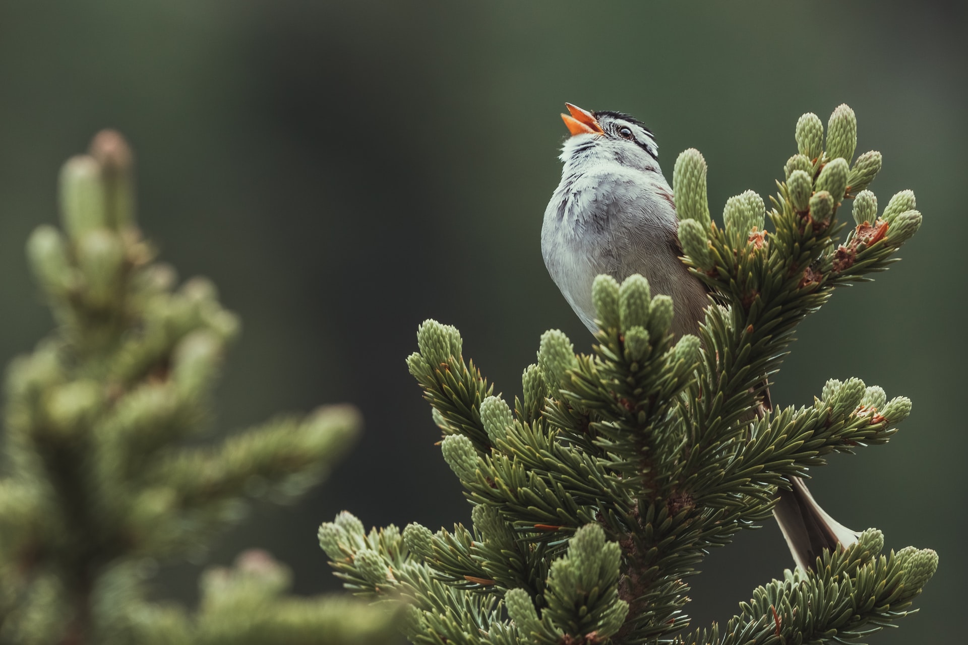 The Healing Power of Birdsong