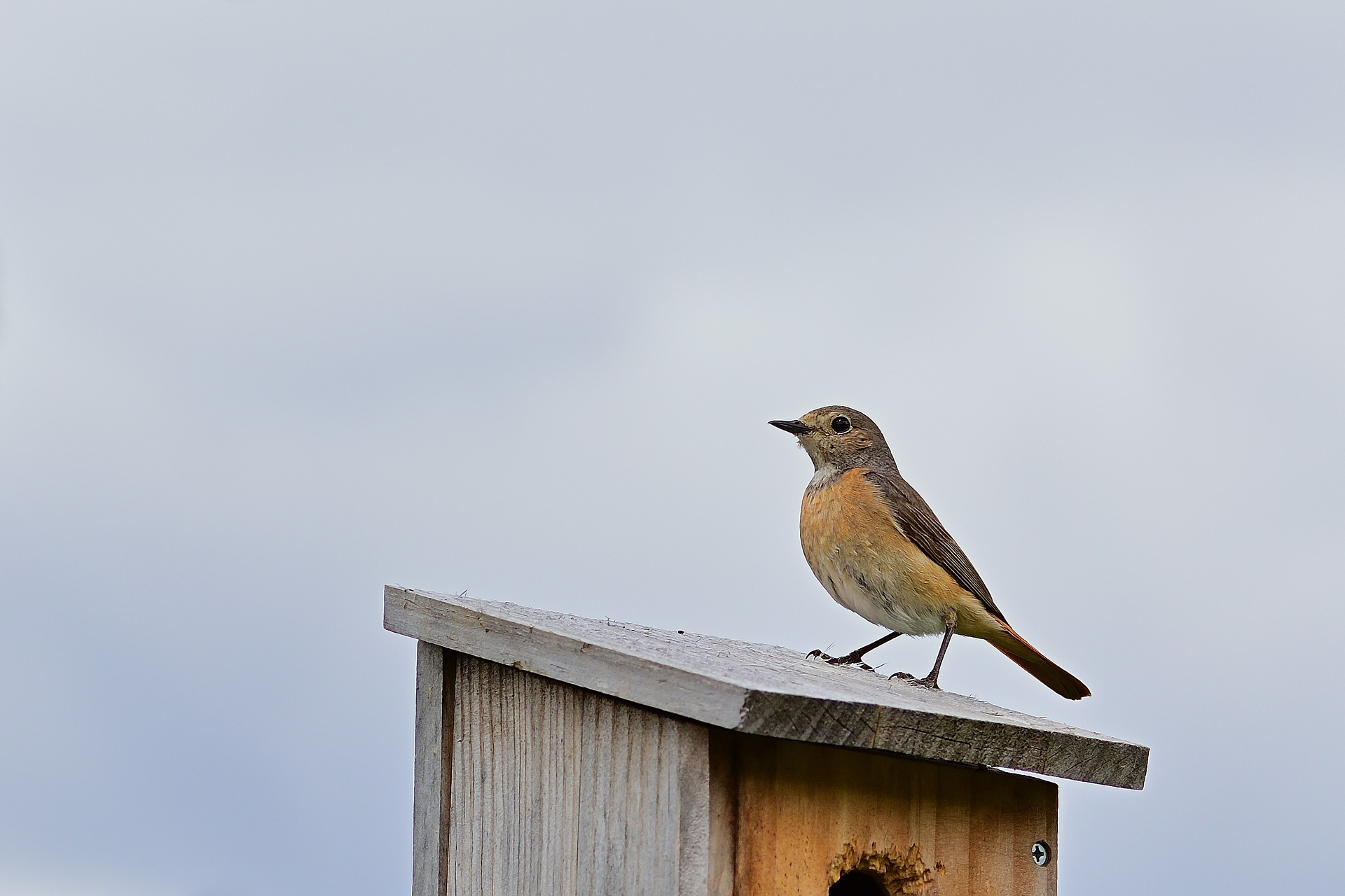 Help Birds Raise Their Young During Breeding Season