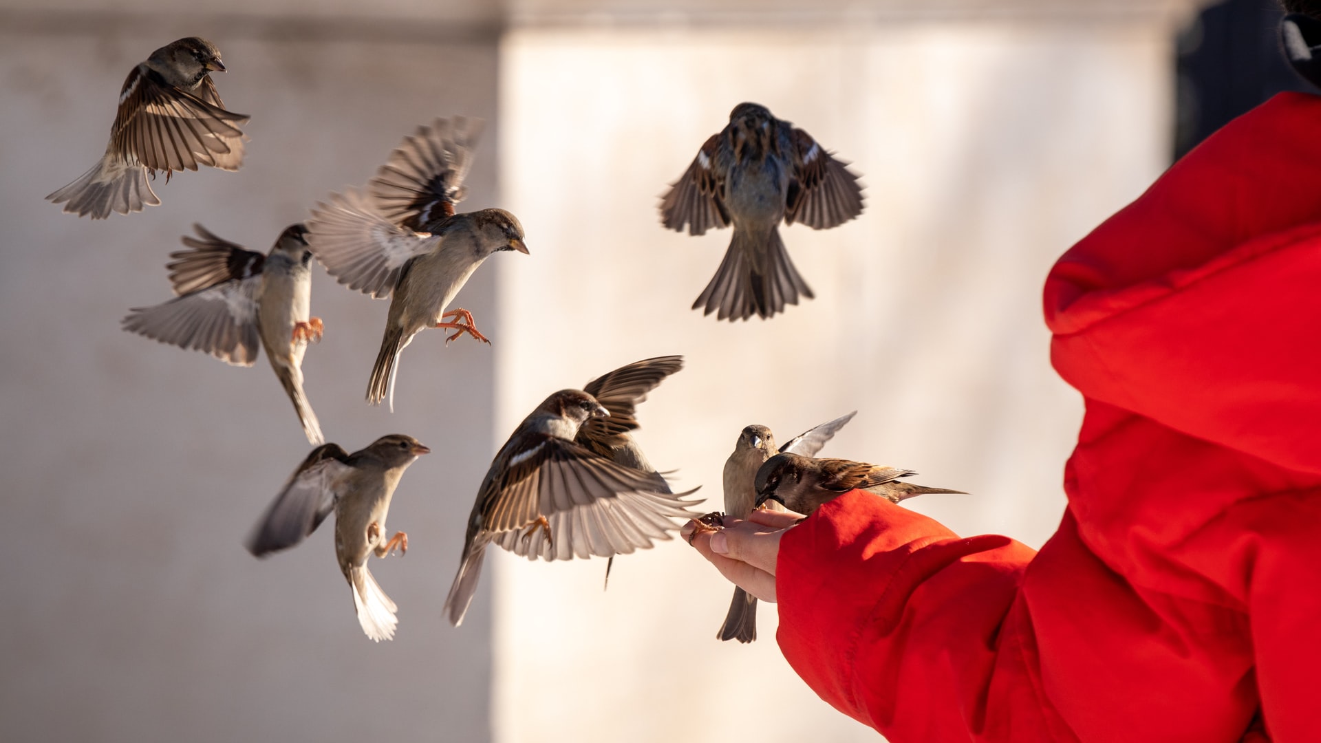 Should I Feed the Birds All Year?