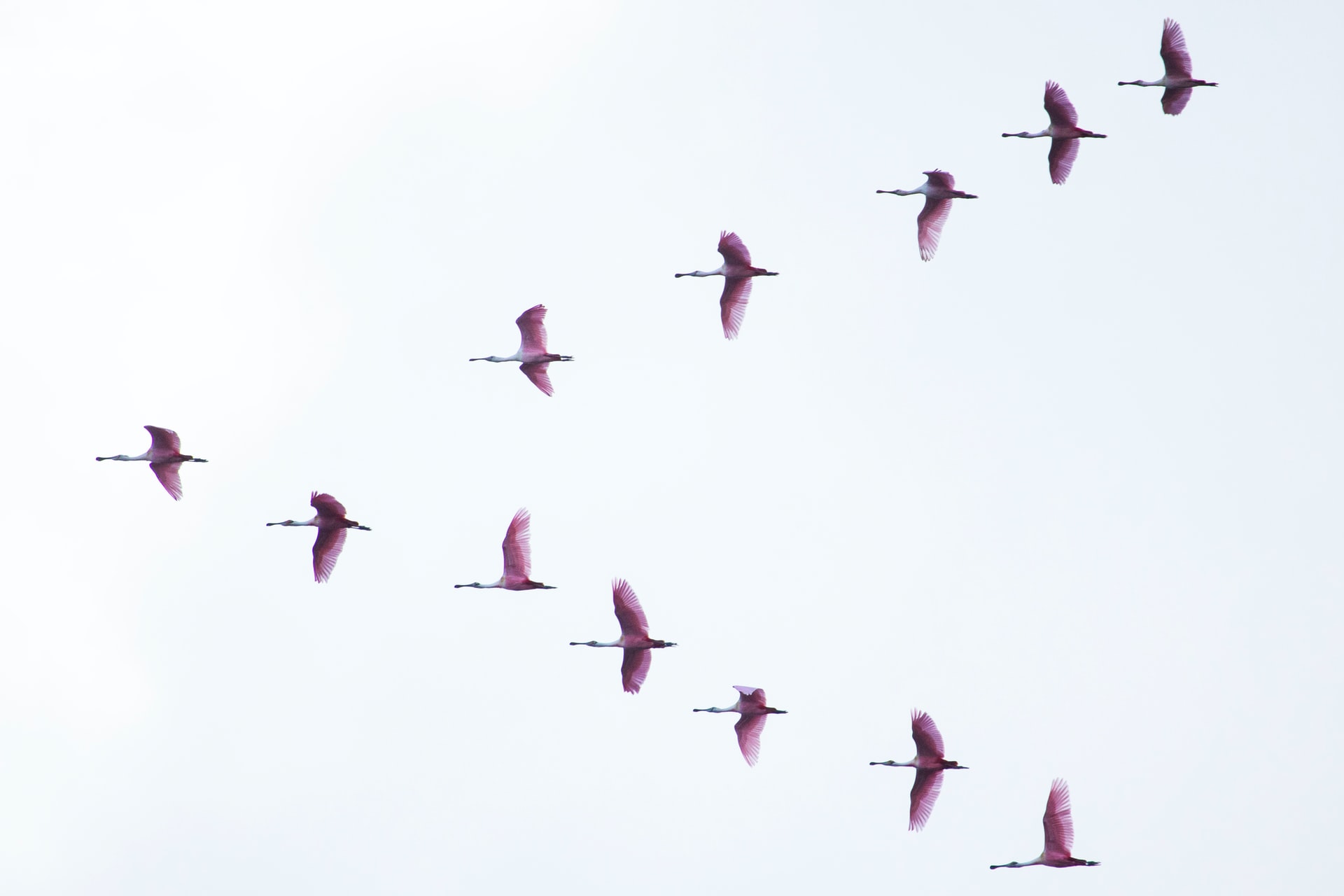 How On Earth Do Birds Know Where To Go?