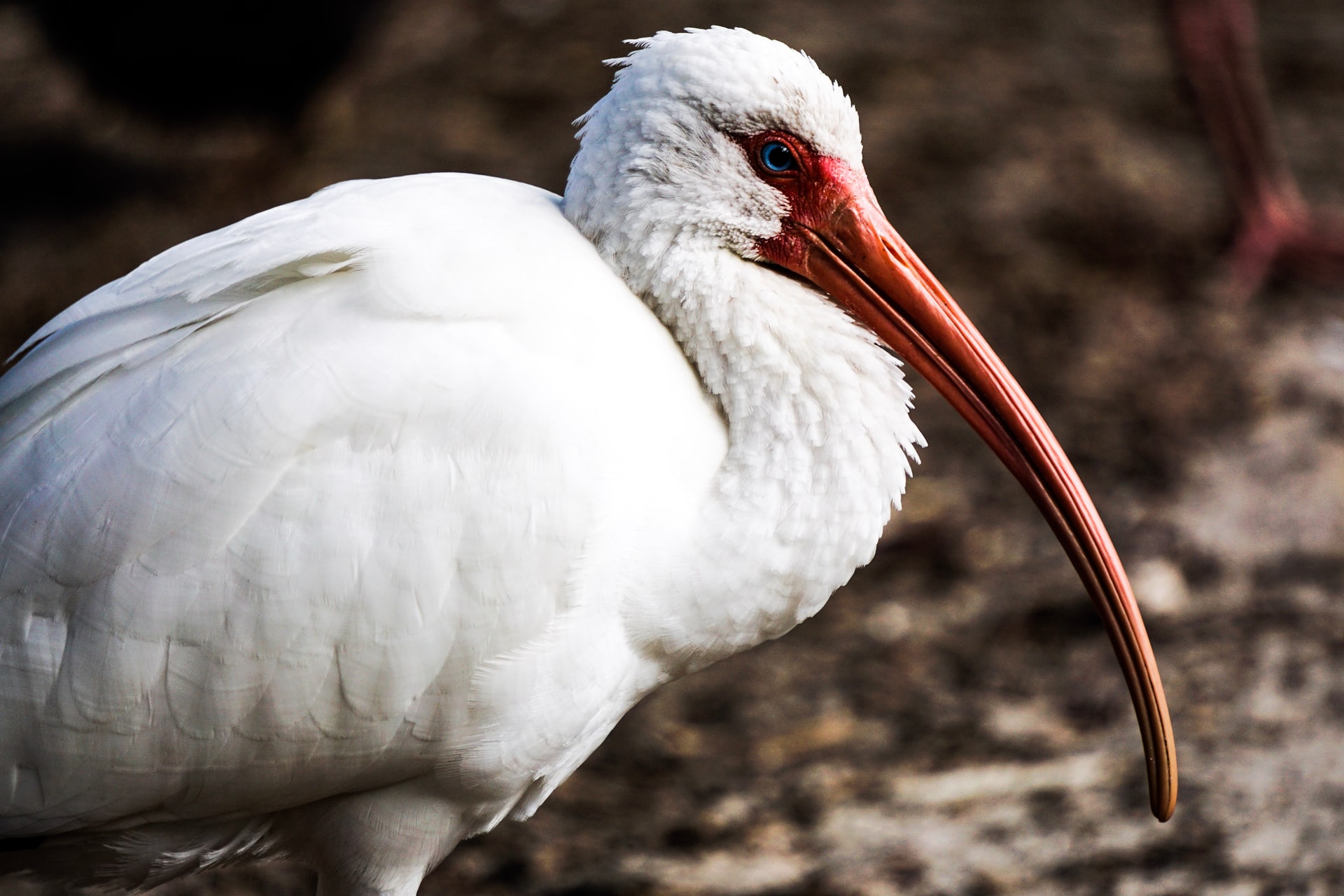Bird Beaks And Bills – Why So Many Types?