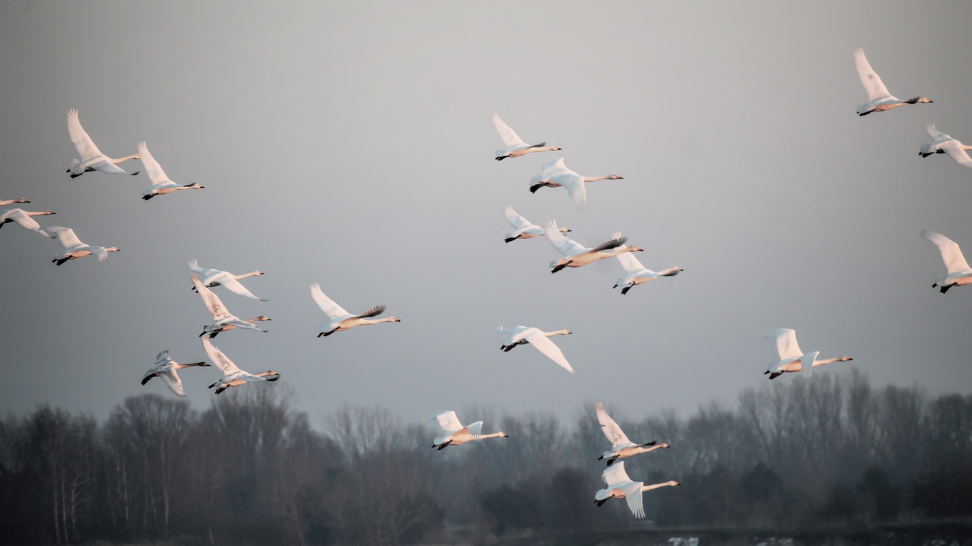 Five Things You Probably Didn't Know About Bird Migration