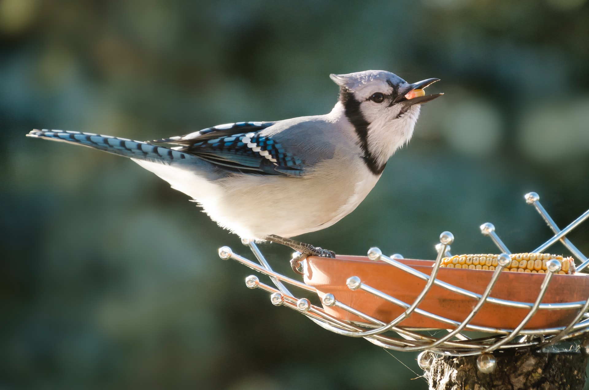 Bird Food: What To Put On Your Backyard Menu 