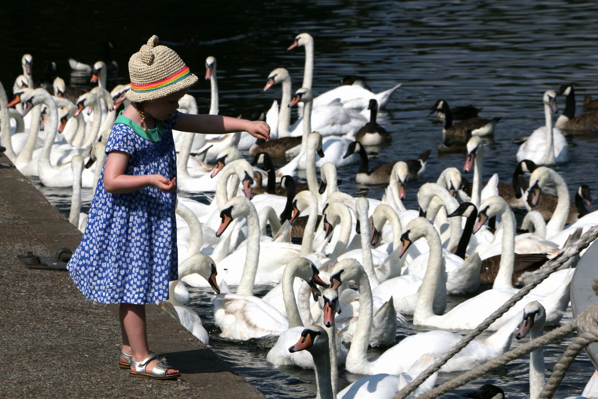Ducks Explode If They Eat Bread 