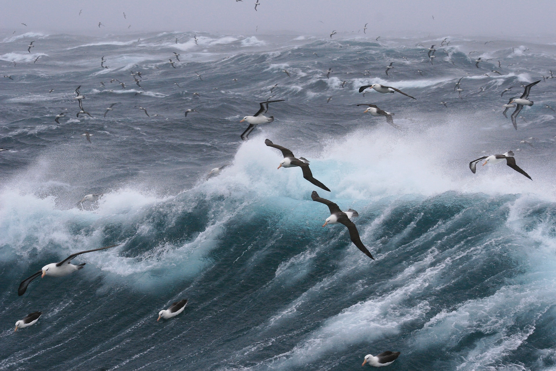 The Plight of the Albatross