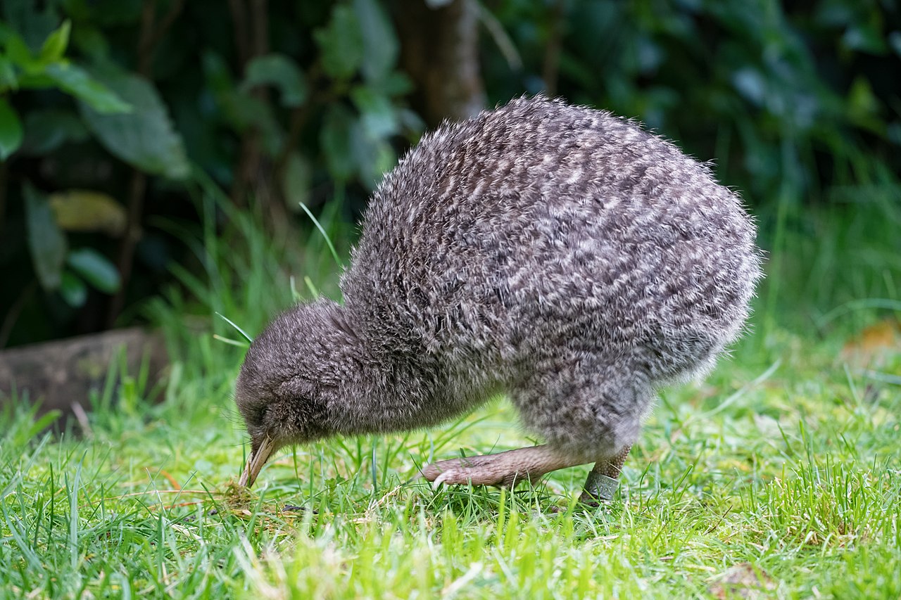 Kiwis and Their Kiwi