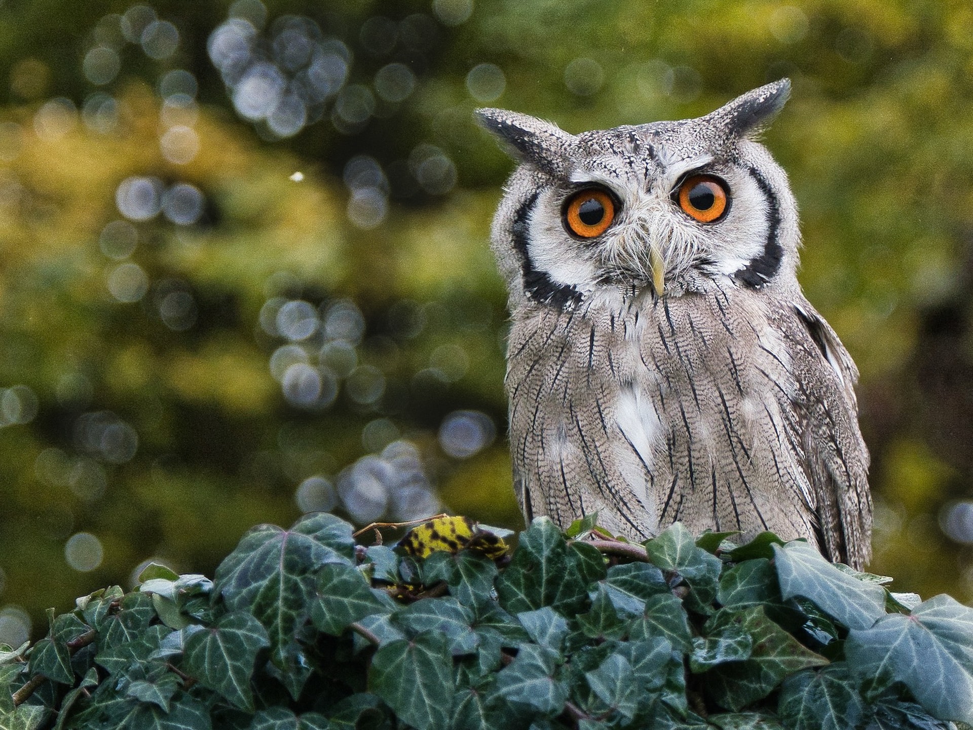Whoo-ooo Wants to See an Owl?