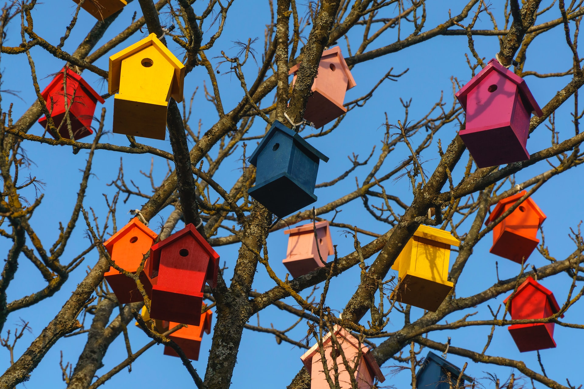 Watching the Feeders – Science at Home