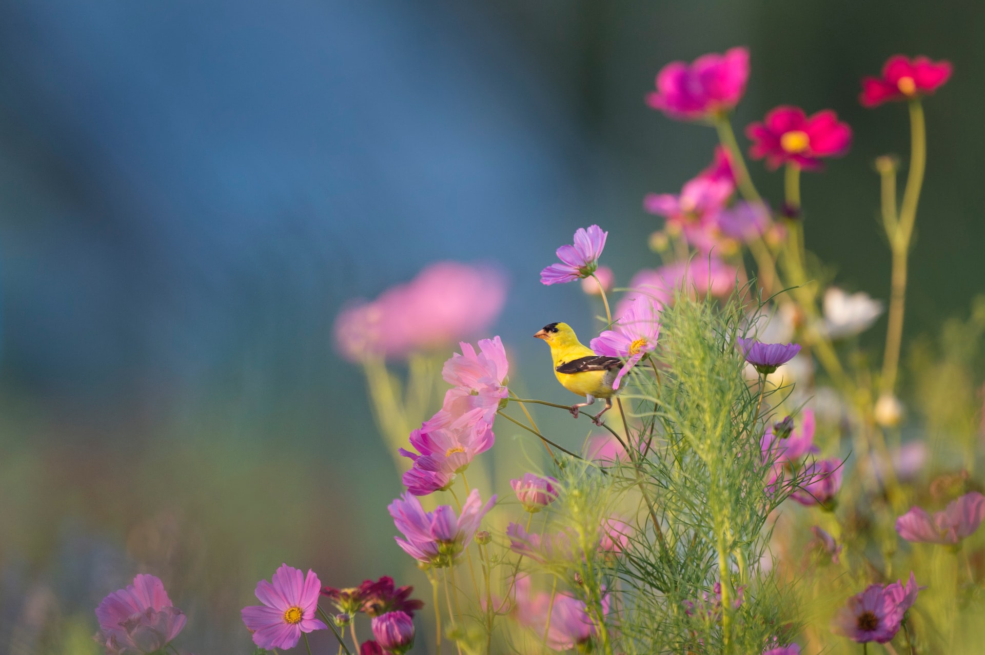 Bird Senses: Can Birds Smell or Taste?