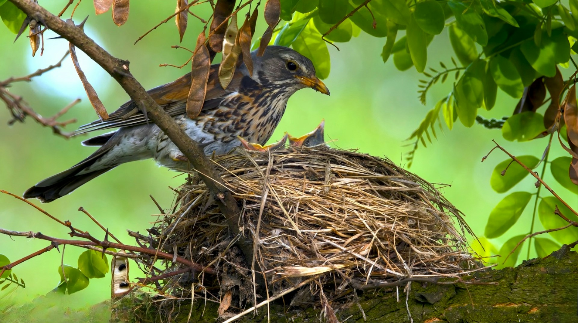How Do Parent Birds Feed Their Babies? The Science of Bird Parenting