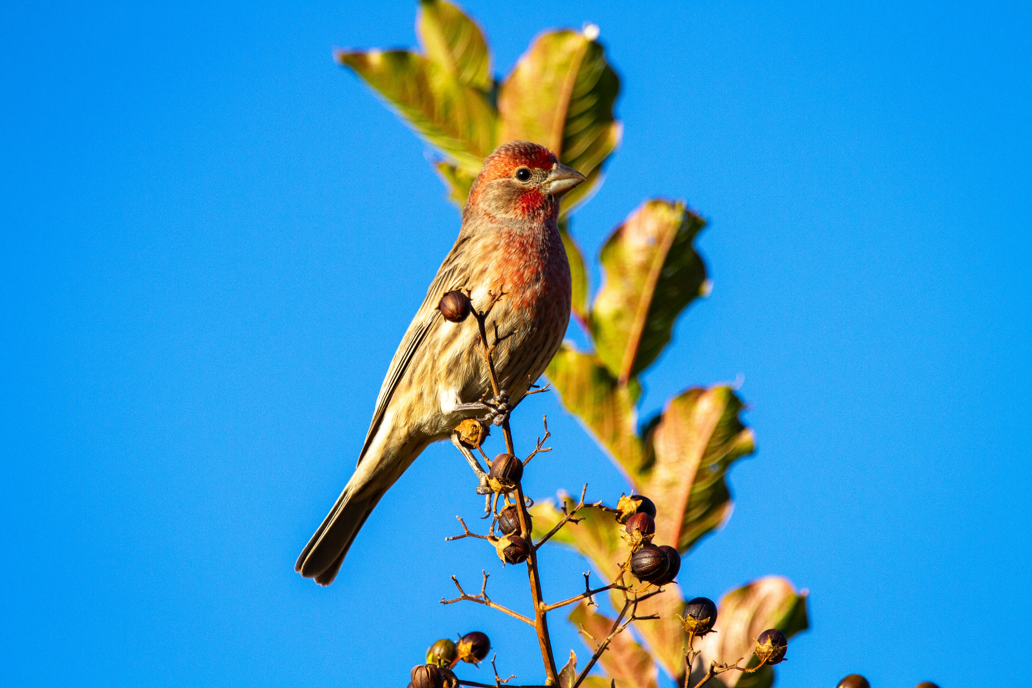 Prime Real Estate: Where Birds Actually Want Their Feeder