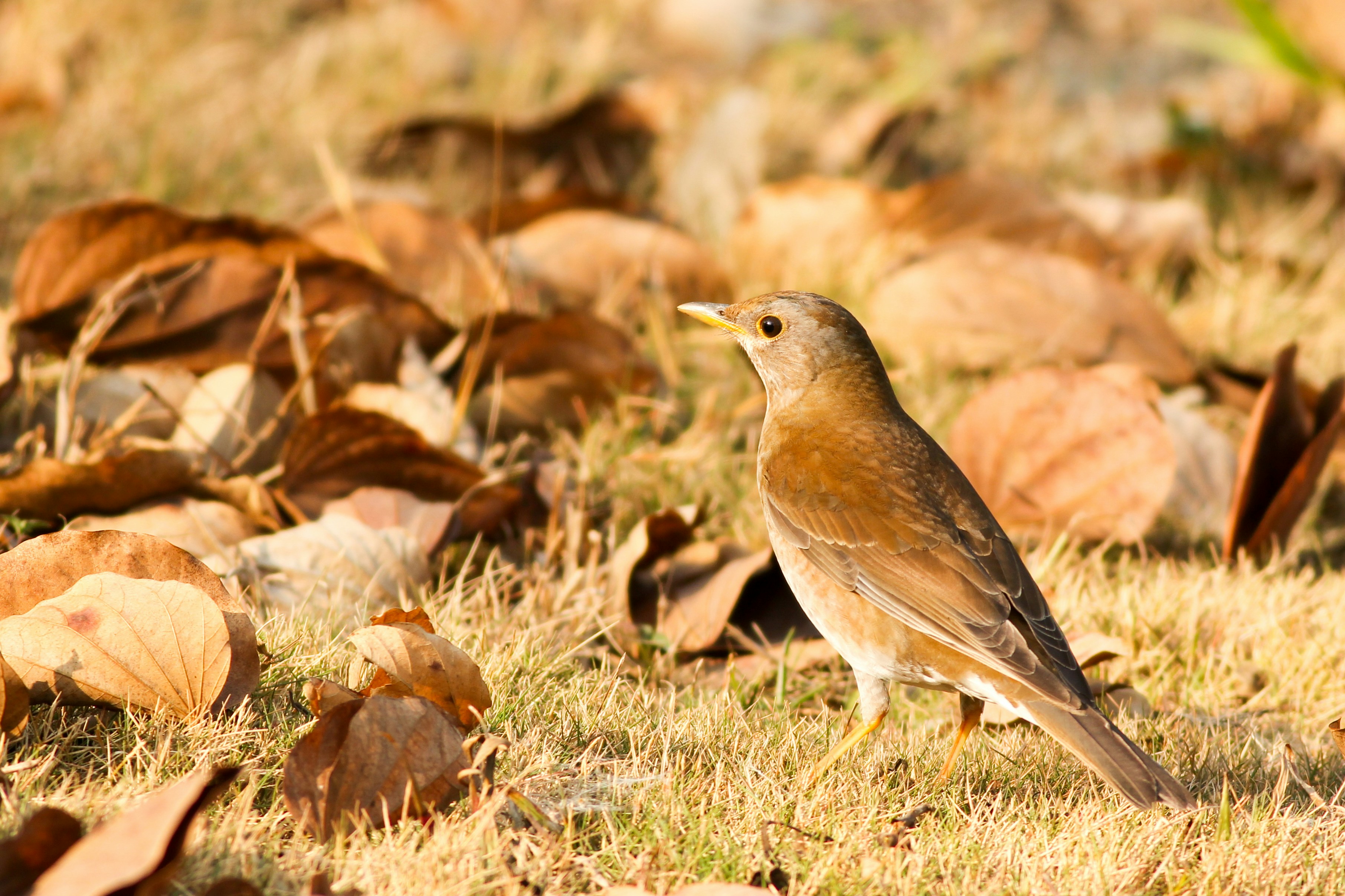 Is It Safe to Feed Birds During Bird Flu Season? What US Backyard Birders Should Know