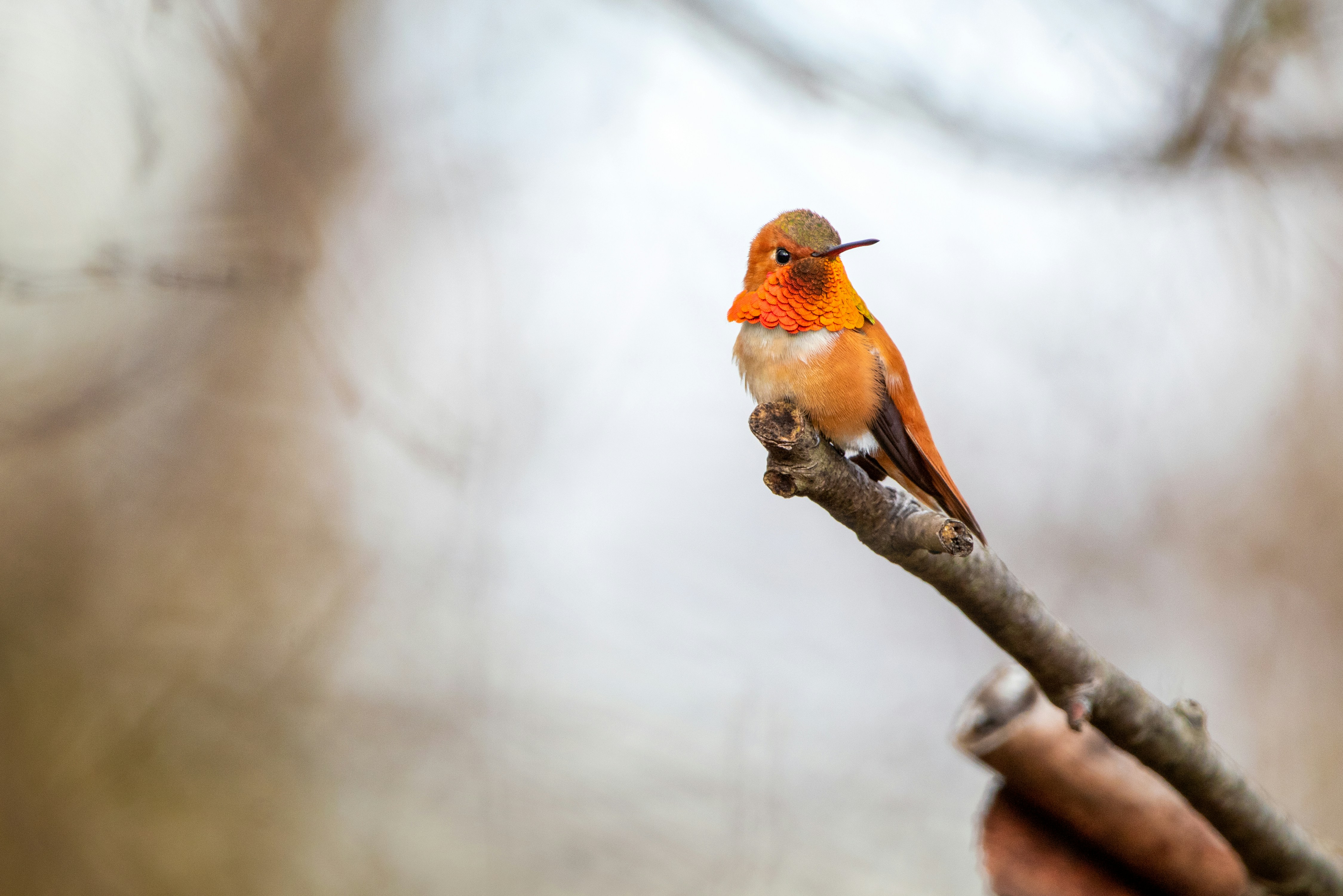 Why Your Hummingbird Feeder Has Gone Quiet, and When to Take It Down