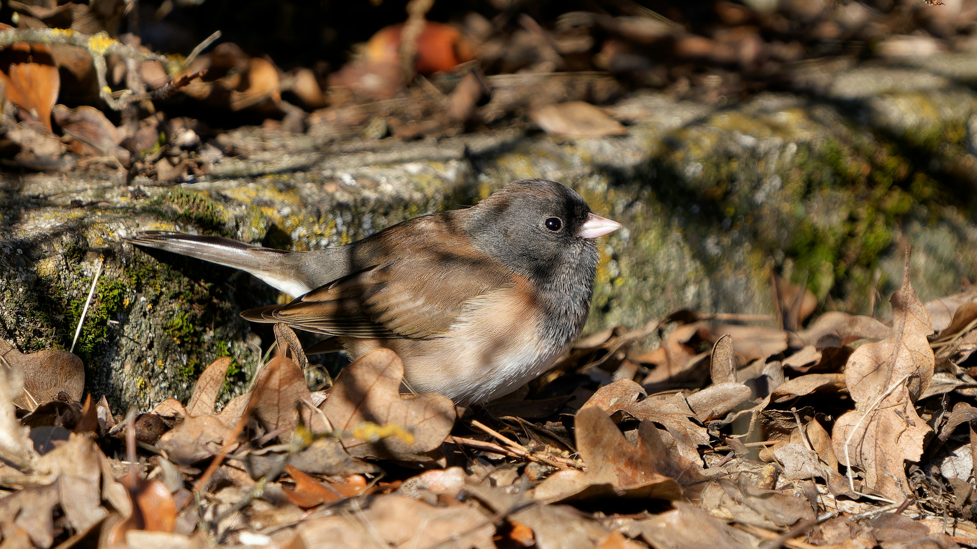 Meet the Snowbird: Why Dark-Eyed Juncos Are Showing Up at Your Feeder This Month