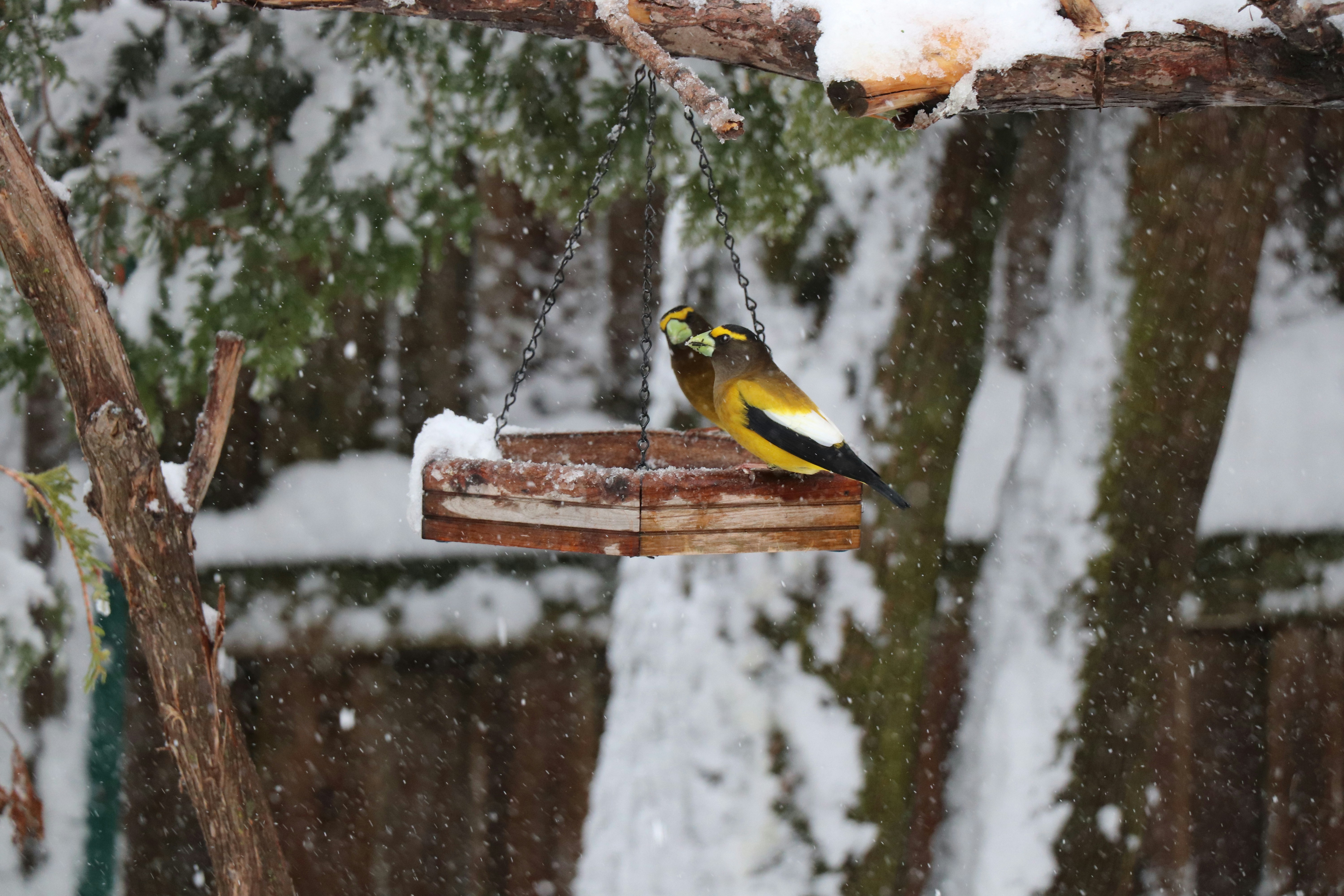 The 2026-2027 Winter Finch Forecast: What It Means for Your Backyard Feeder