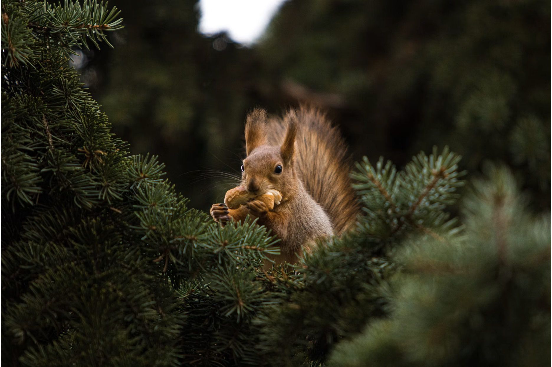 Fall Is Squirrel Season: How to Actually Squirrel-Proof Your Feeder This Year