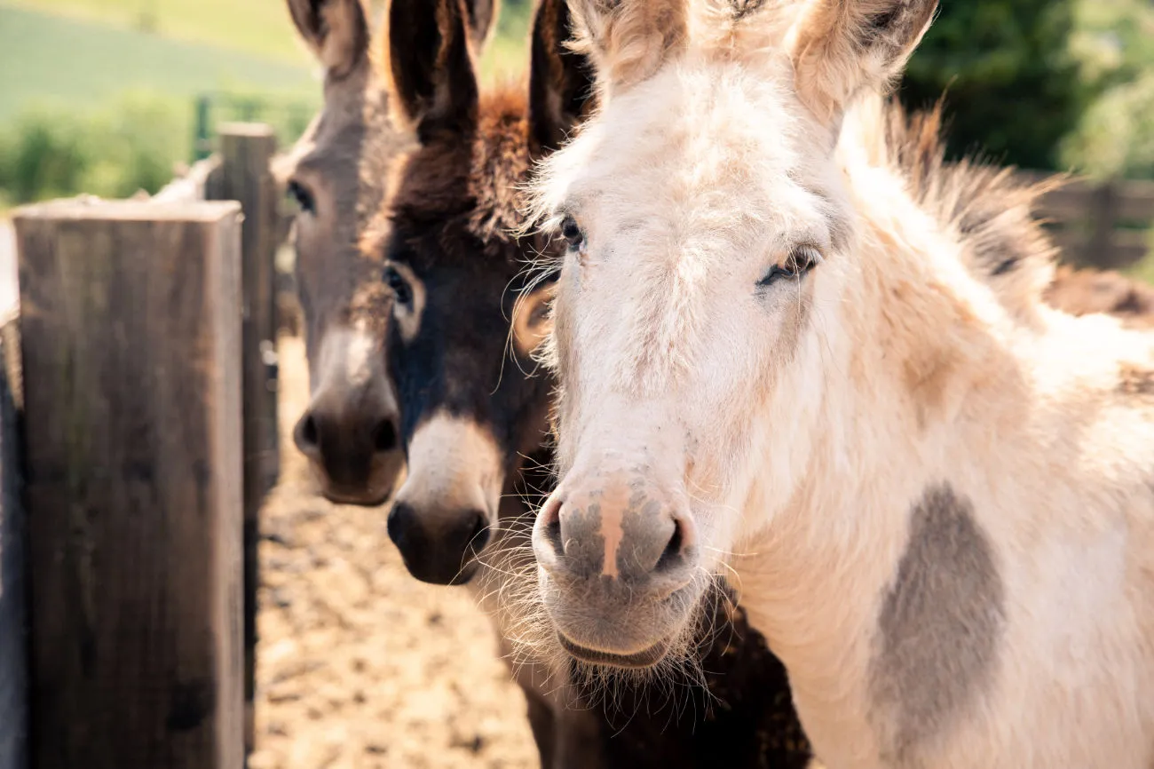 H.A.U.S.27 GmbH Einrichtung – Schlafzimmer Wohngruppe
