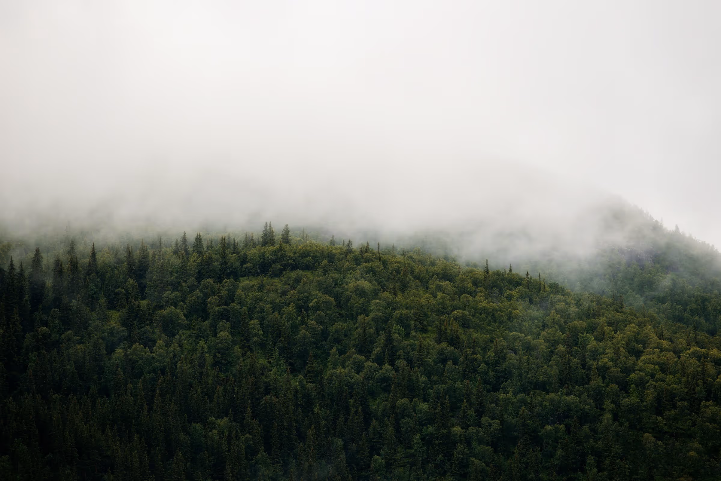 A rainforest with mist in the morning