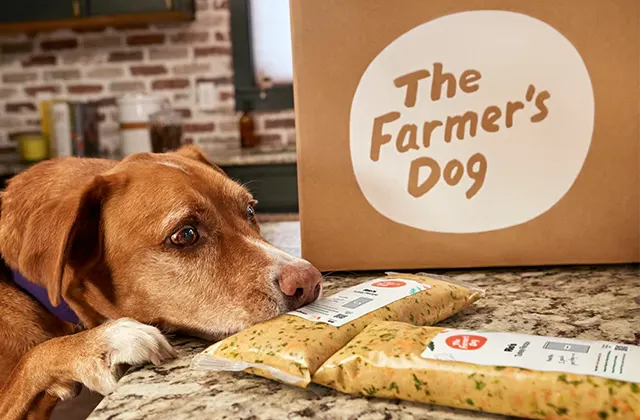 Brown dog resting its head on a kitchen counter near packaged dog food and a box labeled The Farmer's Dog.
