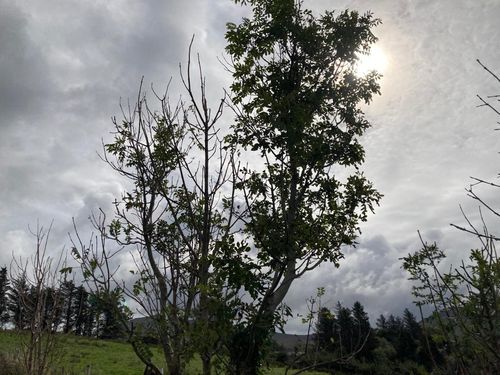 Euroforest building the road to success