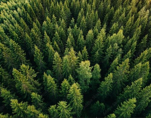 Euroforest building the road to success