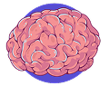 brain