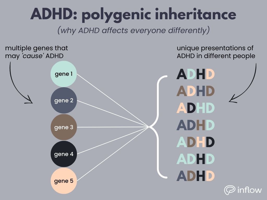 ADHD: polygenic inheritance (why ADHD affects everyone differently). On the left, genes labeled 1-5 in different colors. an arrow above labels them as "multiple genes that may 'cause' ADHD'. on the right, the genes point to a collection of possible ADHD combinations, all with unique color combinations for the letters, using the same colors from the genes on the left.