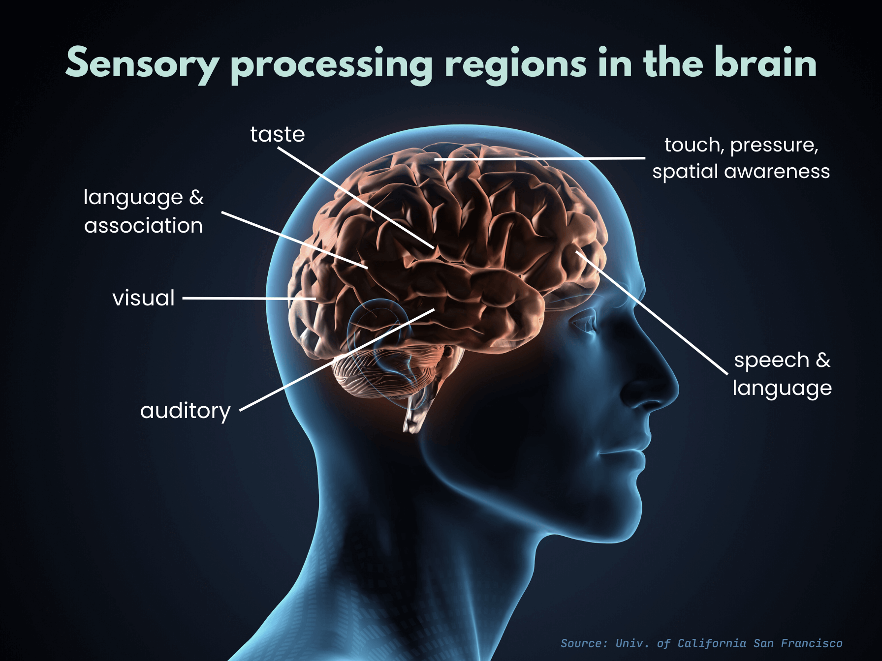 Sensory processing regions in the brain. Diagram shows side view of a brain with various labels for the different senses that are processed in the brain.