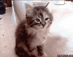 sleepy adhd cat GIF