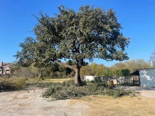 A beautiful trimmed tree in San Antonio.