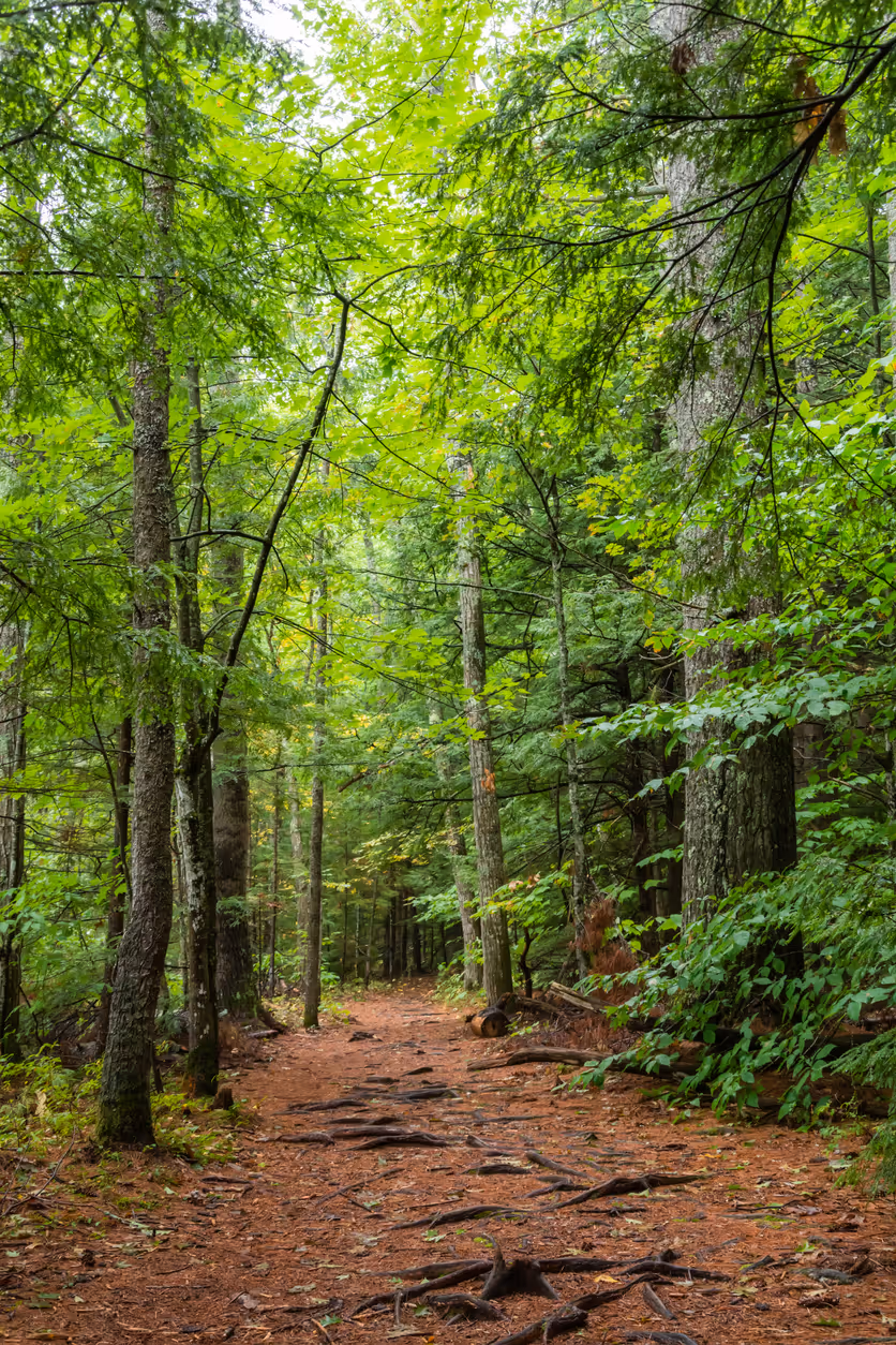 trail through the woods in bow nh