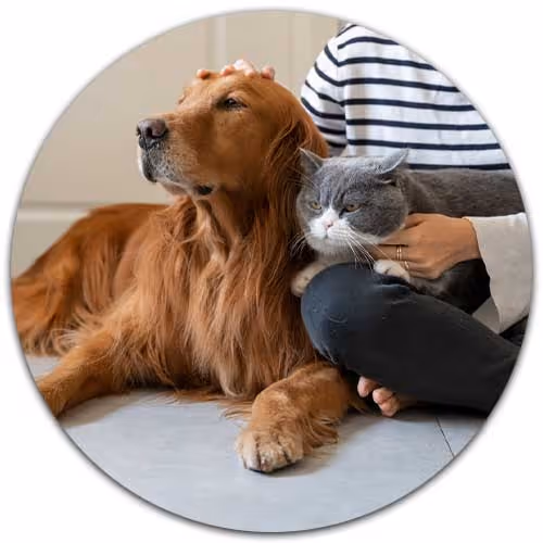dog and cate petted by owner - Pet Insurance concept