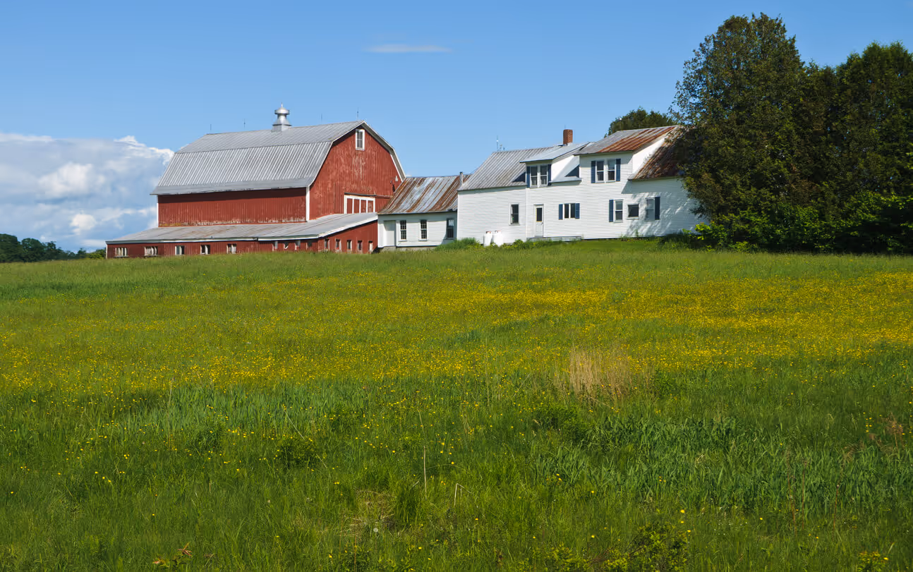 Yellow buttercups spread out in a pasture in front of a farmhouse and red barn