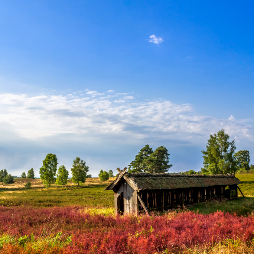 Lüneburger Heide (einfache Lizenz)
