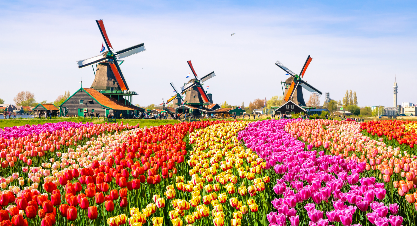 Landschaft mit Tulpen (einfache Lizenz)