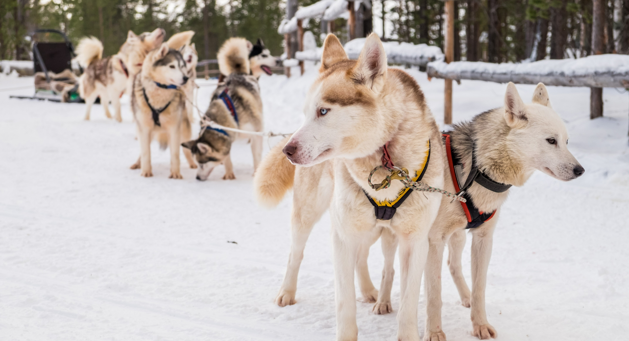 Huskies (einfache Lizenz)