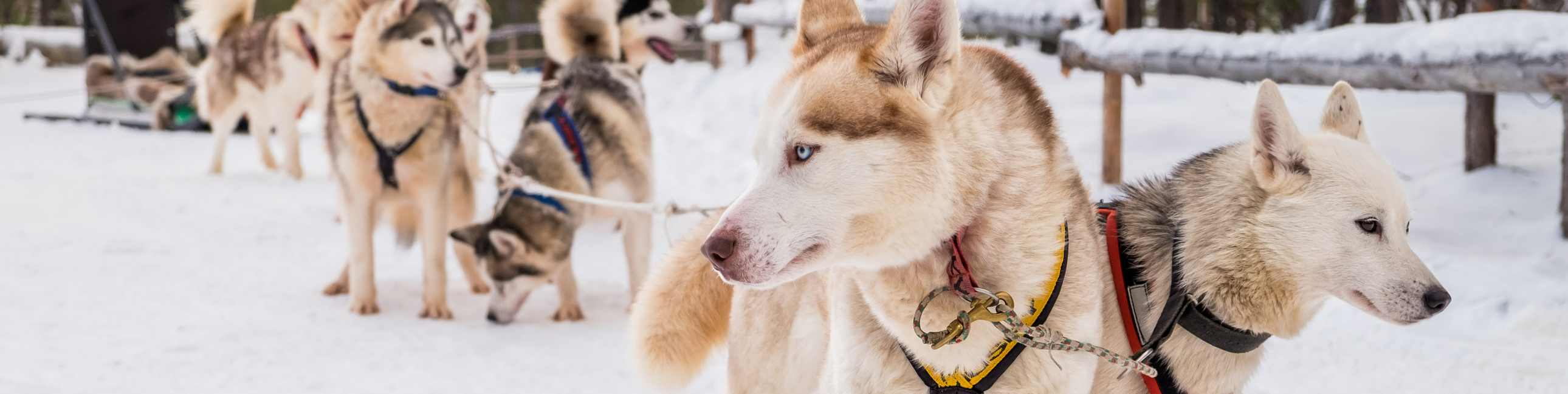 Winterzauber mit Huskys & Rentieren