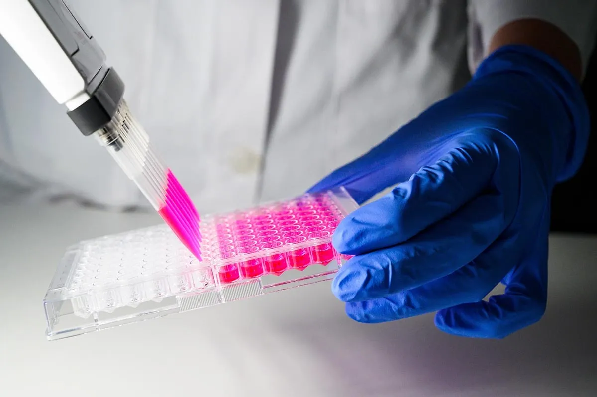 Gloved hand holding a 96-well microplate while a multichannel pipette dispenses pink dye solution into the wells