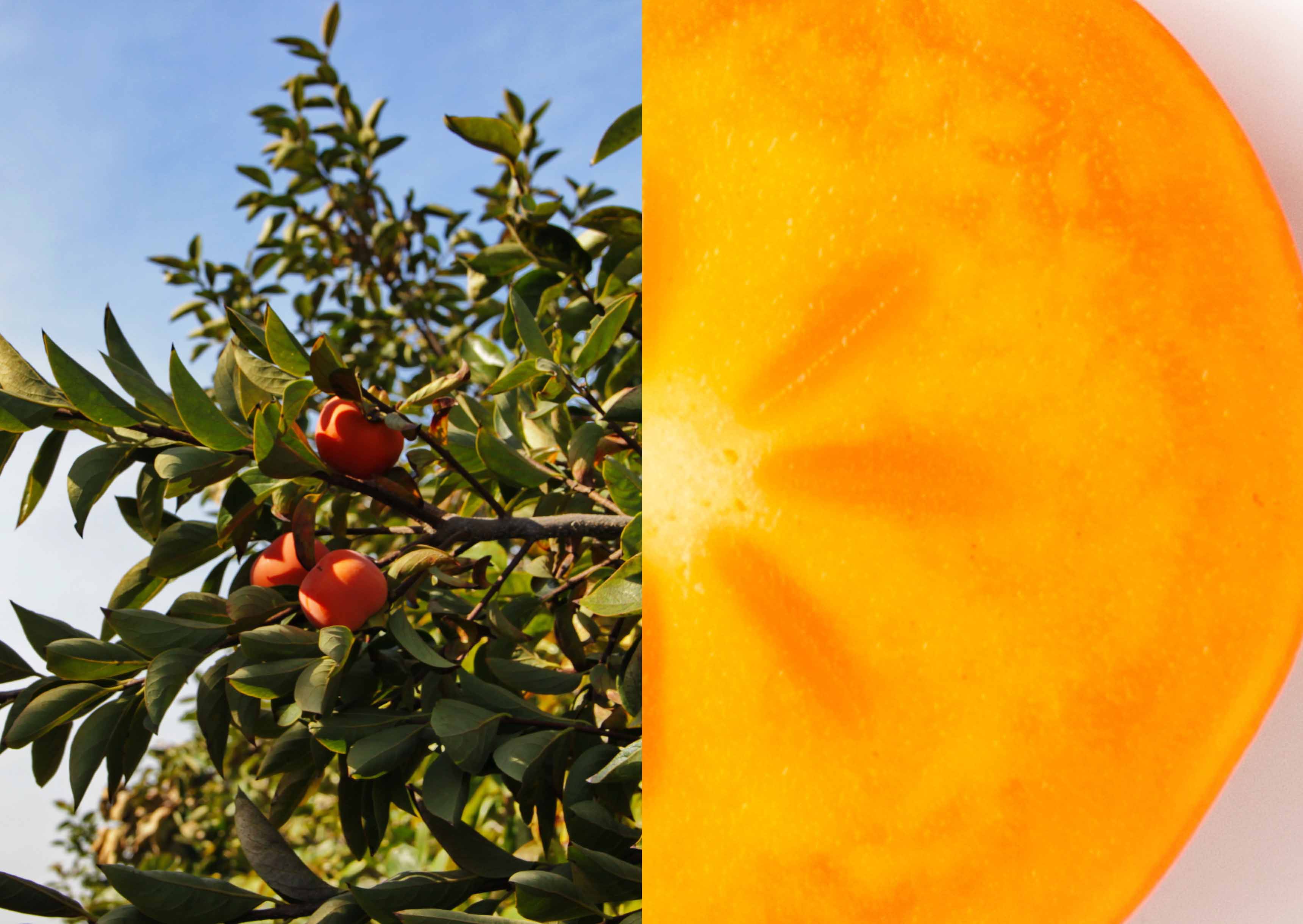 Brand identity and restaurant design for Temaki Bar — Switzerland's leading premium sushi takeaway concept