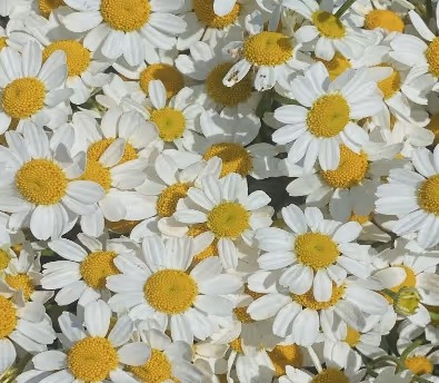 Bloom State of Mind: The Flower Wall Backdrop That Rewrites the Room