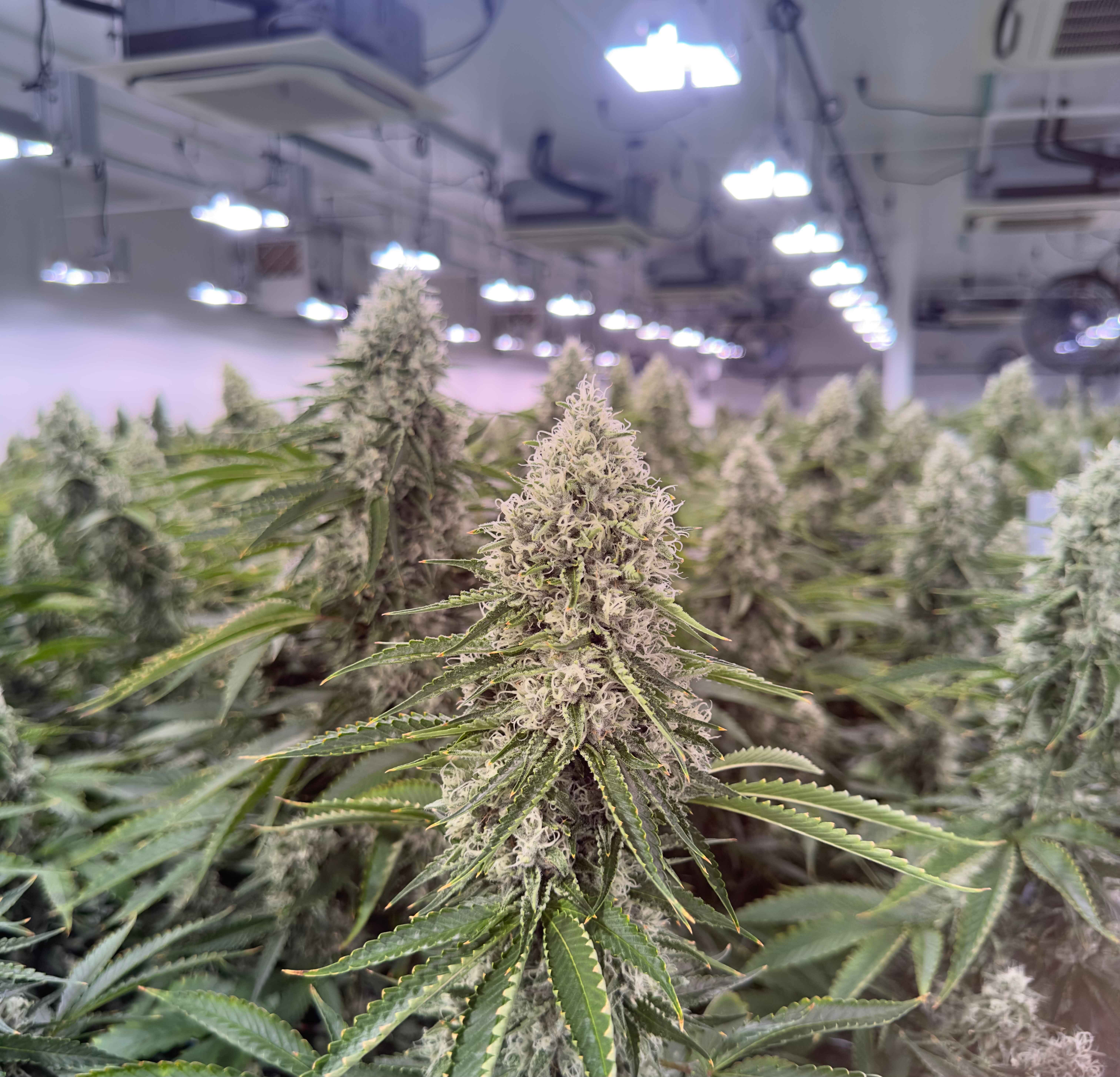 Cannabis flowers in an indoor cultivation facility