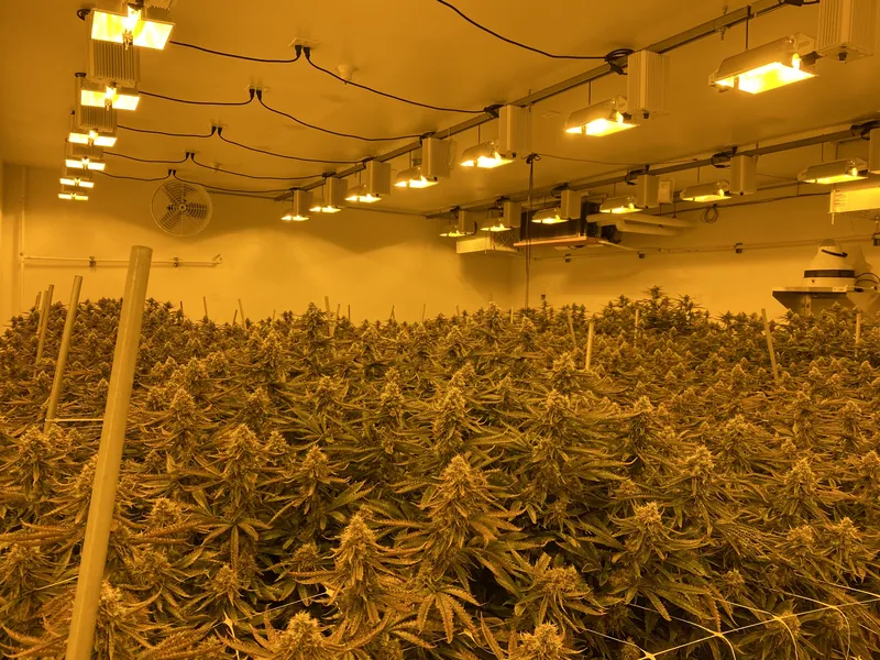 Large flower room at harvest under HPS fixtures