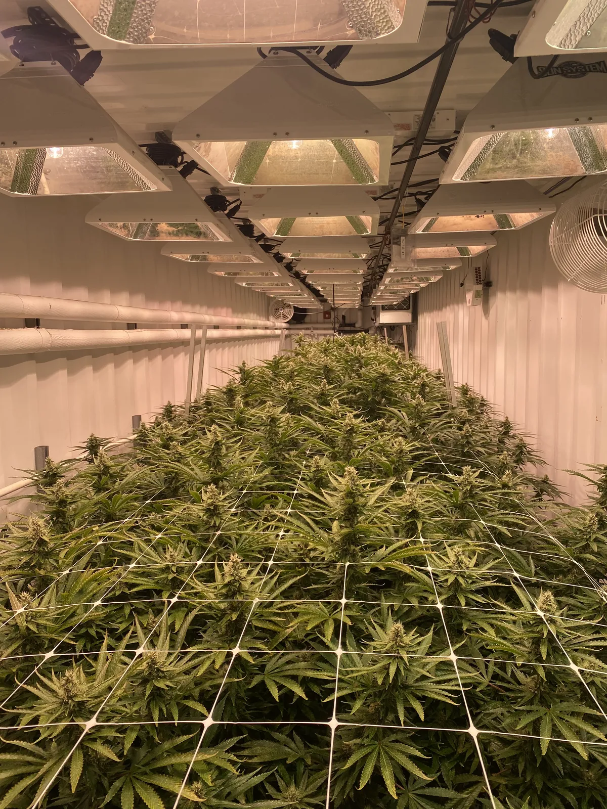 Container flower room with trellis grid under a full run of fixtures