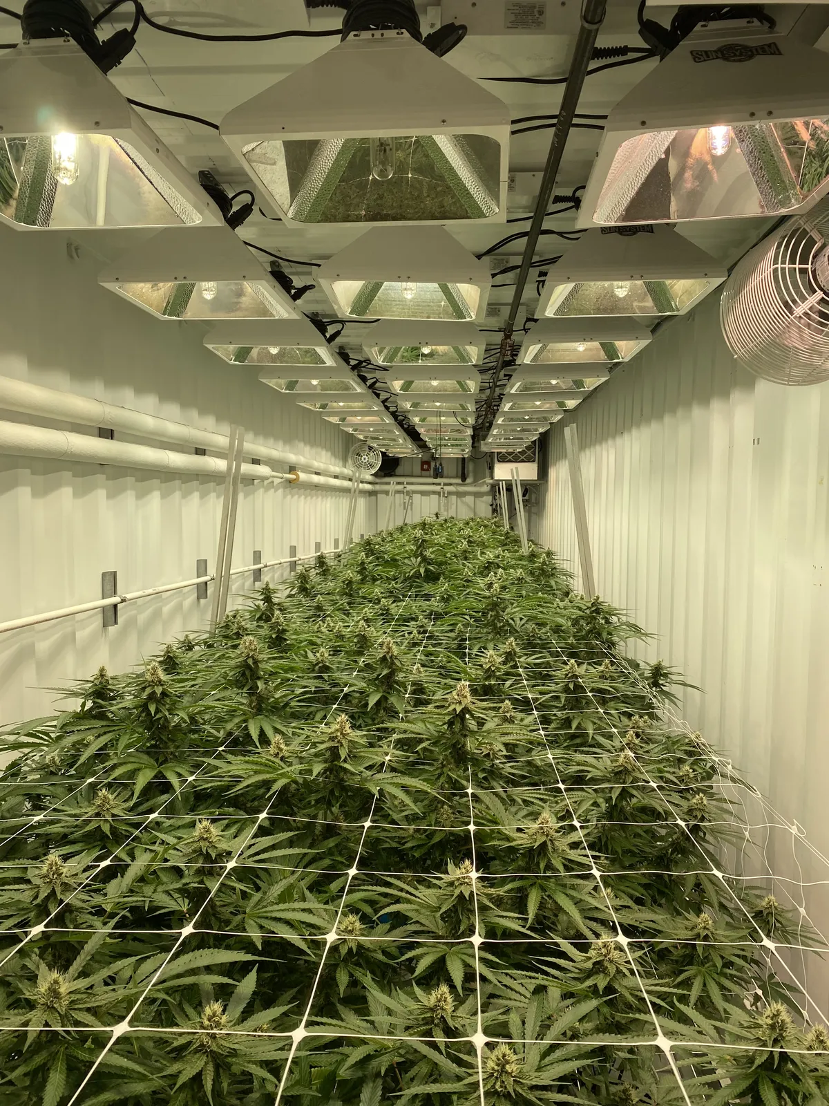 Container grow room with a full run of double-ended fixtures over a trellised canopy