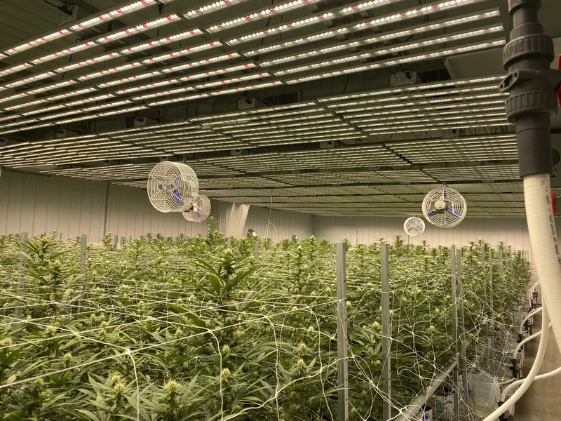 Vegetative room under LED bars with irrigation manifold and fans