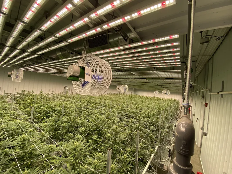 Vegetative room under LED bars with irrigation filter and horizontal airflow fans